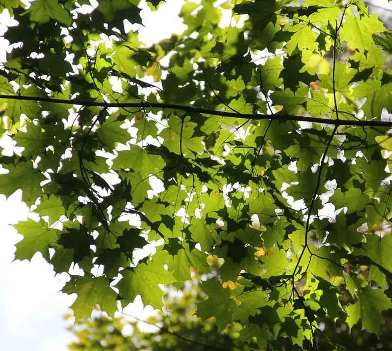 Leaves on a cloudy day